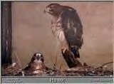 two hawks