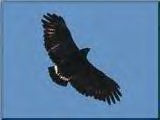 black hawk