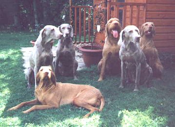 group of dogs