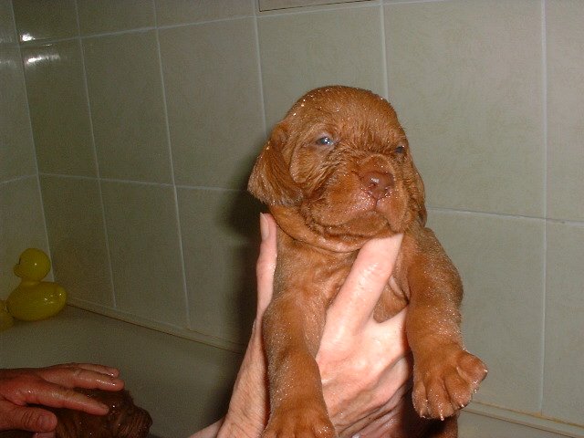 puppy after swim
