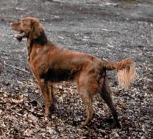 Longhaired Vizsla