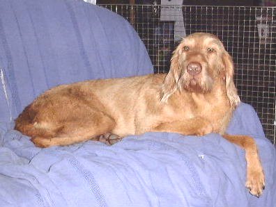 patsy lying on a sofa