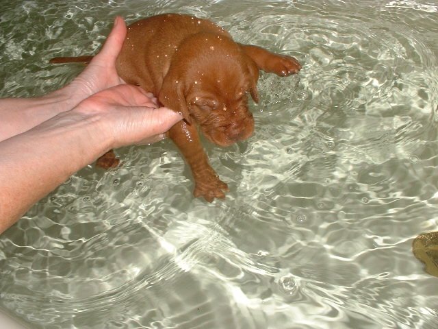 puppy in bath