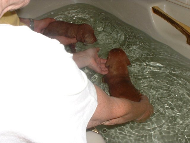 two pups in bath